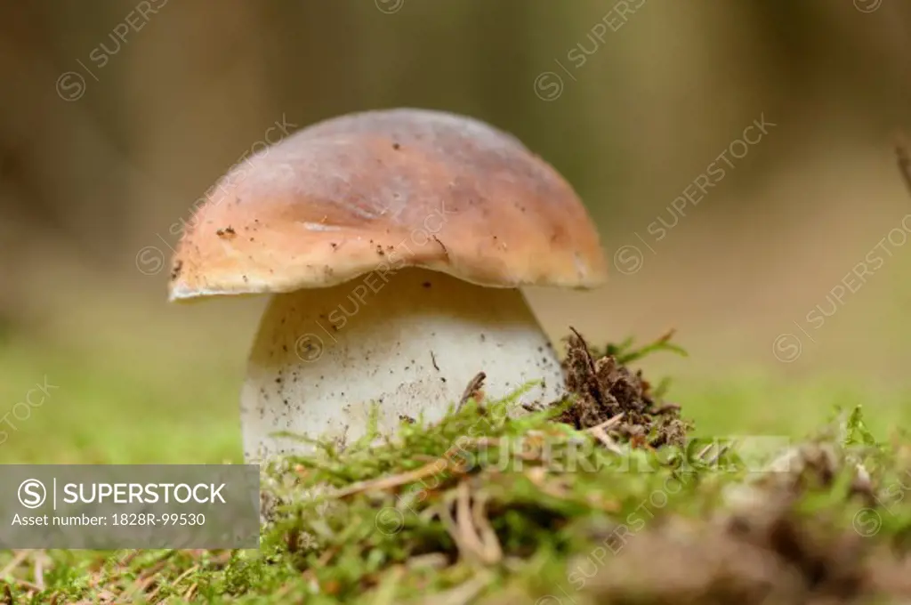 Close-up of Penny Bun (Boletus edulis) in Forest, Bavaria, Germany. 09/01/2013