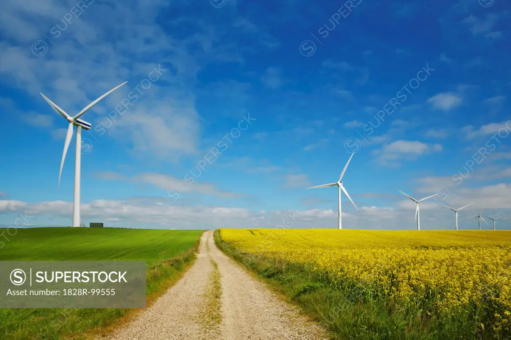 Wind Farm and Canola Field, Lemvig, Region Midtjylland, Jutland, Denmark. 06/09/2013