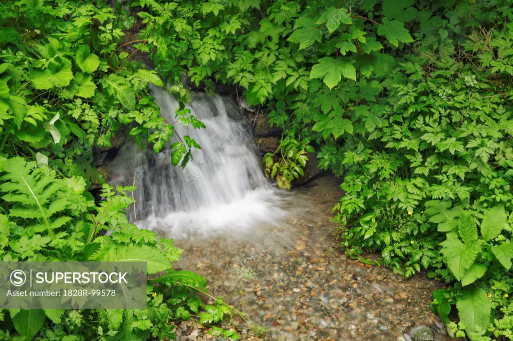 Waterfall in Brook, Groppensteinschlucht, Obervellach, Moell Valley, Carinthia, Austria. 06/27/2013