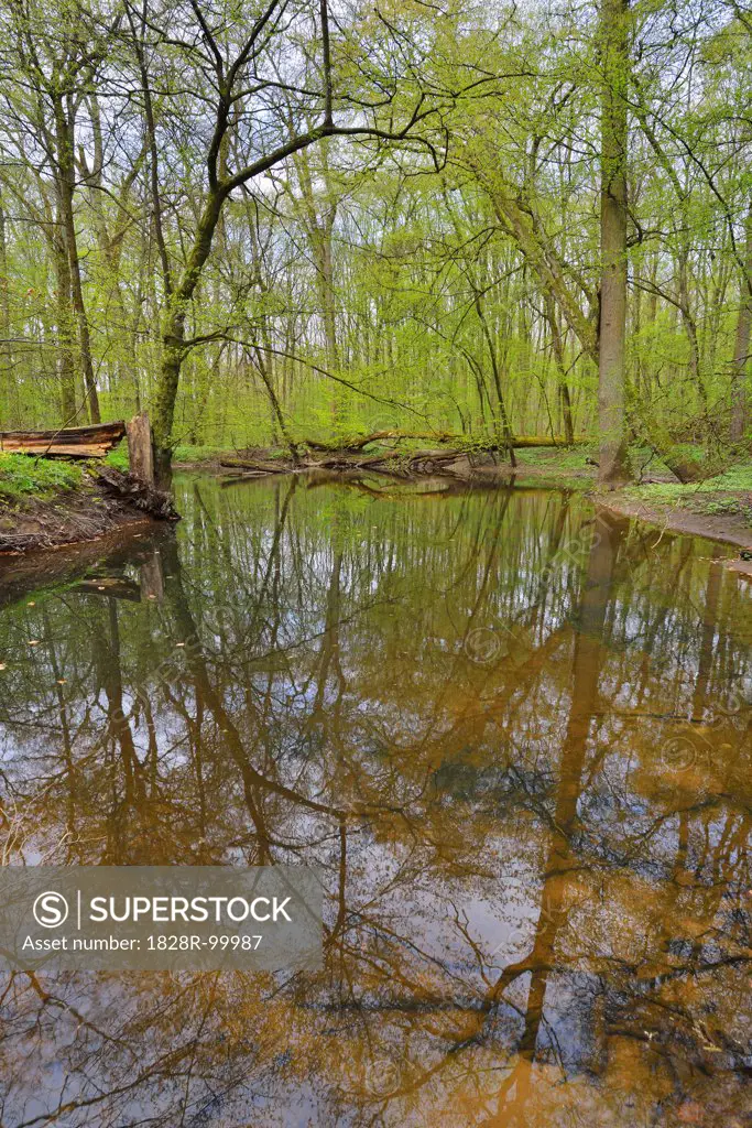 Pond in Riparian Forest in Spring, Bulau, Hanau, Hesse, Germany. 04/20/2013