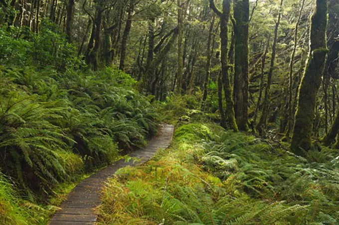 Rainforest, Lewis Pass, South Island, New Zealand   