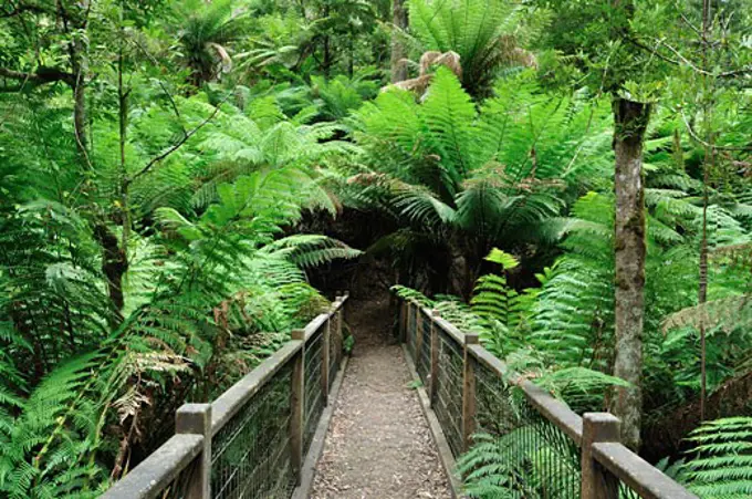 Path, Dandenong Ranges National Park, Victoria, Australia   