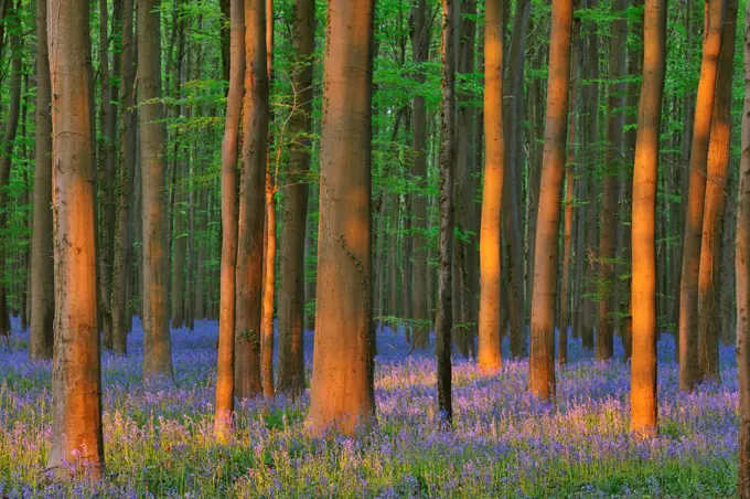 Beech Forest with Bluebells in Spring, Hallerbos, Halle, Flemish Brabant, Vlaams Gewest, Belgium,04/24/2011
