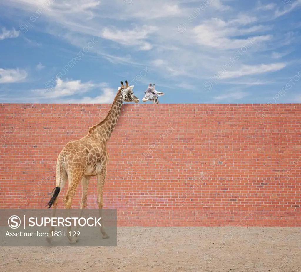Two Giraffes (Giraffa camelopardalis) look at each other over a brick wall