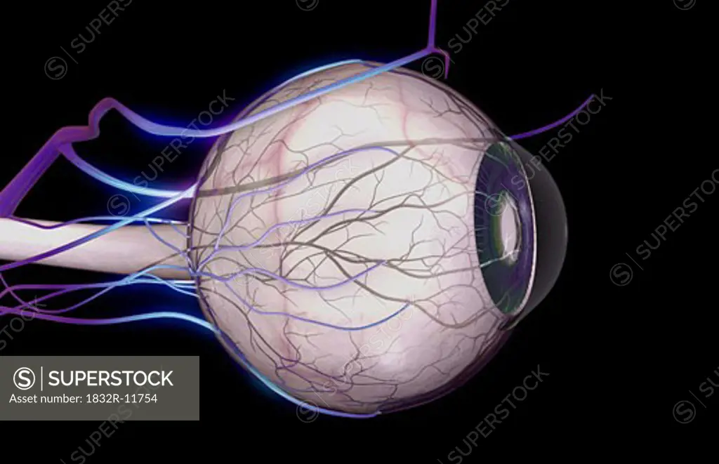 Blood vessels of the eye