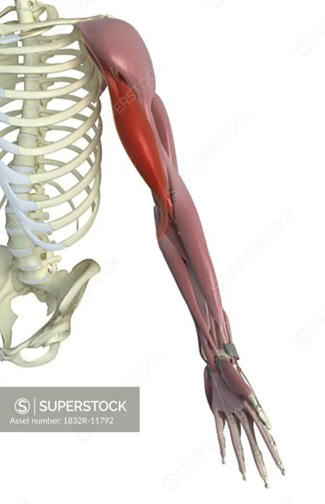 Biceps brachii