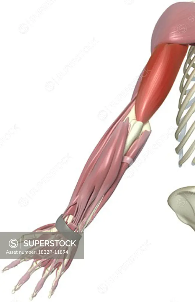 Triceps brachii