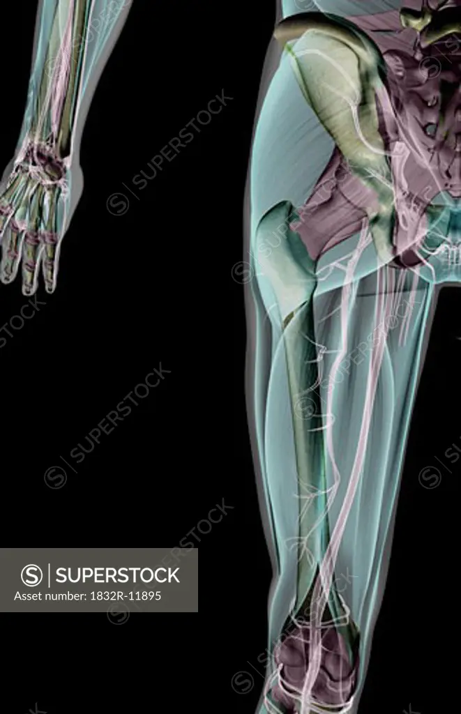 The ligaments of the hip and lower limb