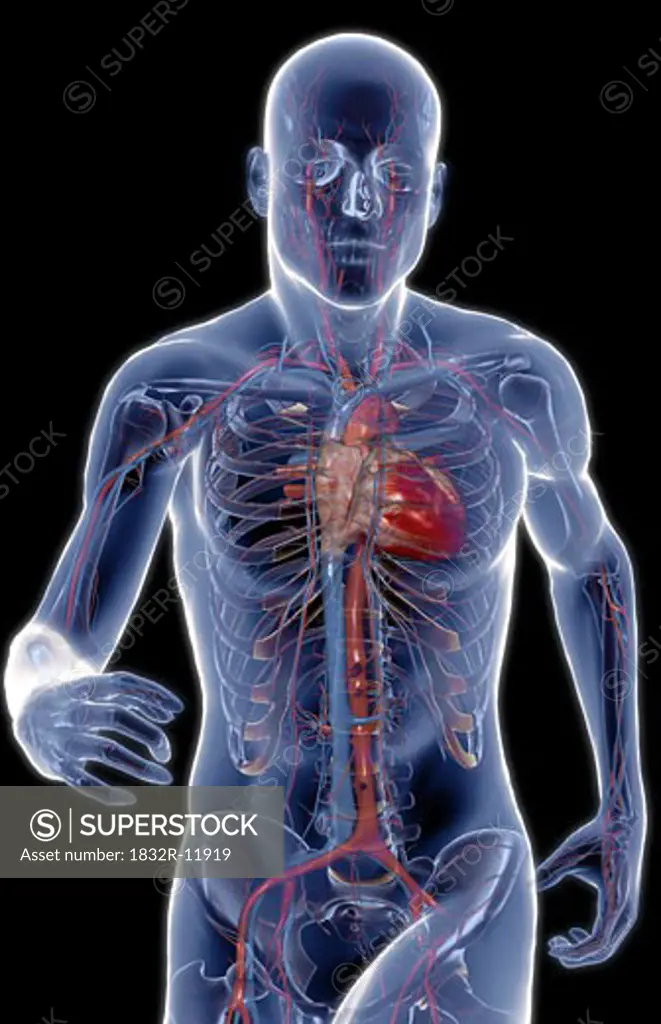 The blood vessels of the upper body