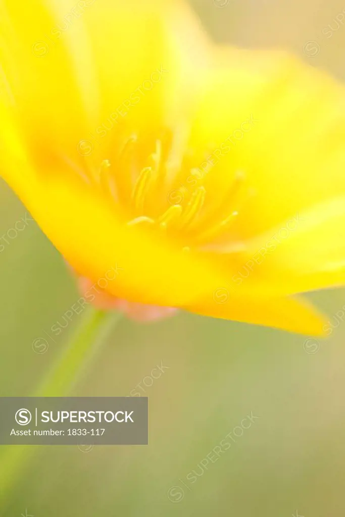 California Golden Poppy, Extreme Close Up