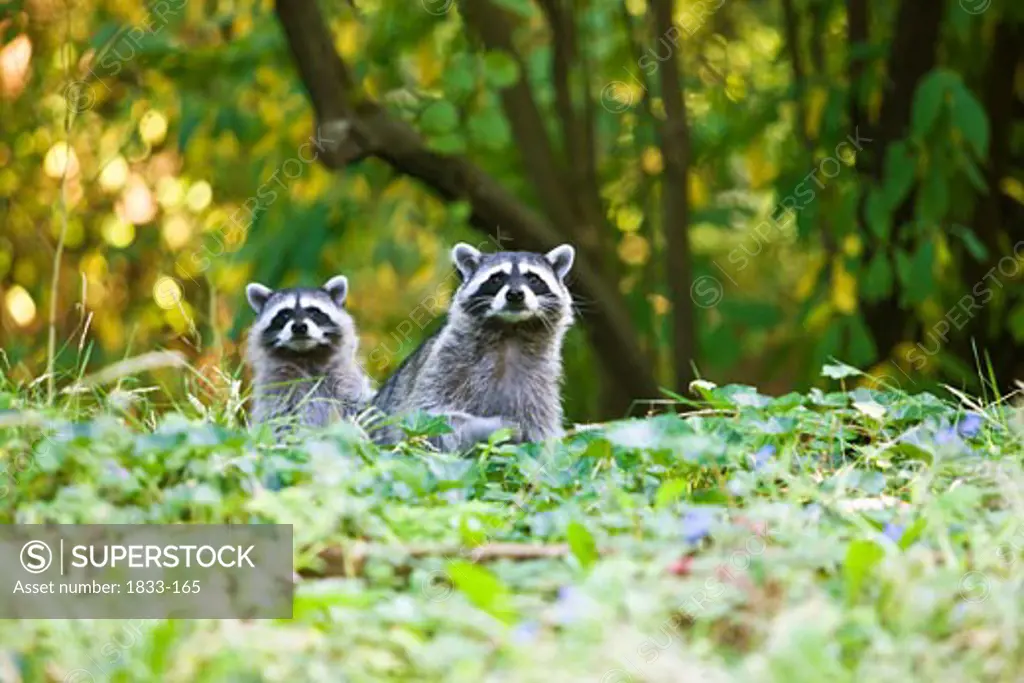 Female Raccoon with its young one in grass