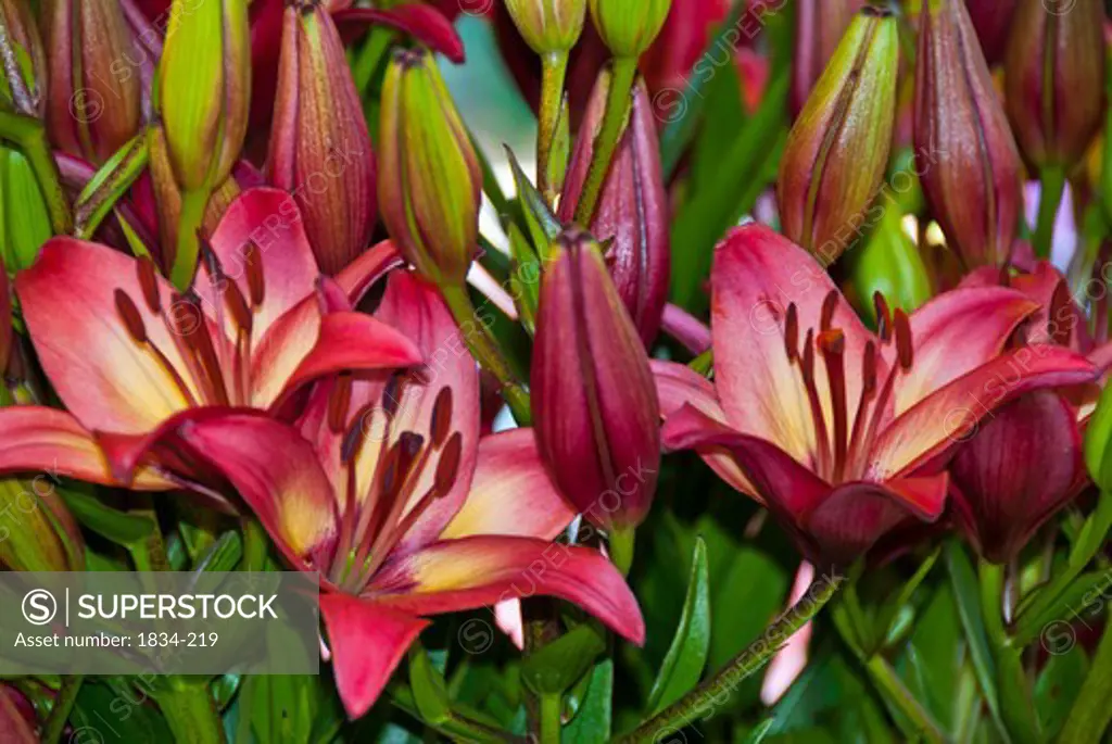 Close-up of lily flowers for sale at market, Pike Place Market, Seattle, Washington State, USA