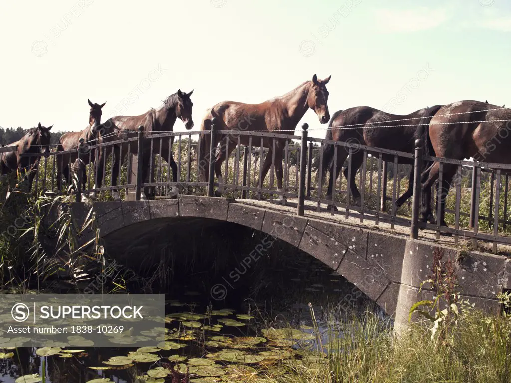 Horses Walking Over Country Bridge