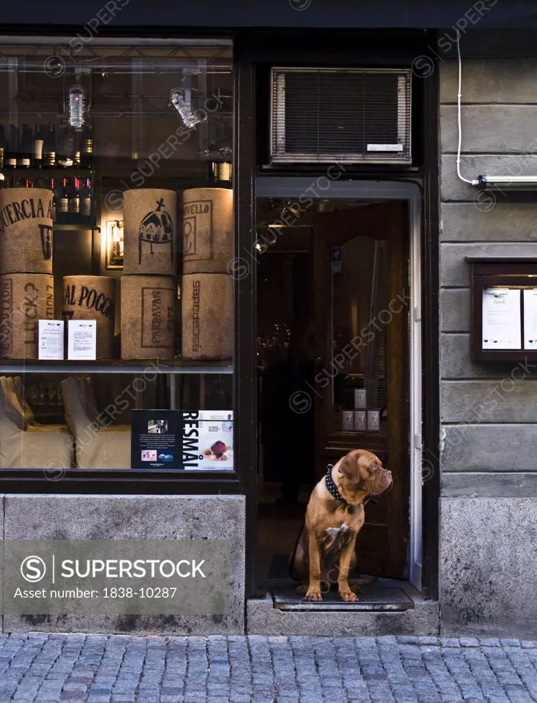 Dog Sitting in Front Door of Shop