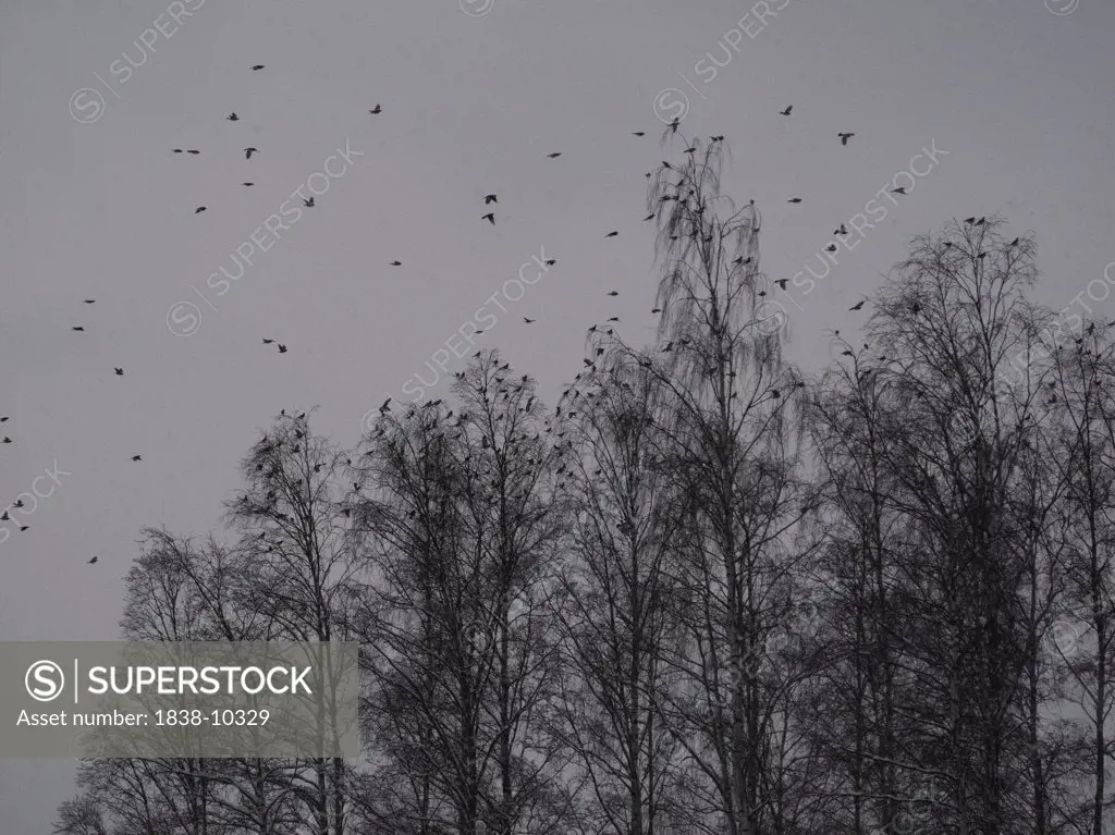 Birds and Bare Trees Against Grey Sky