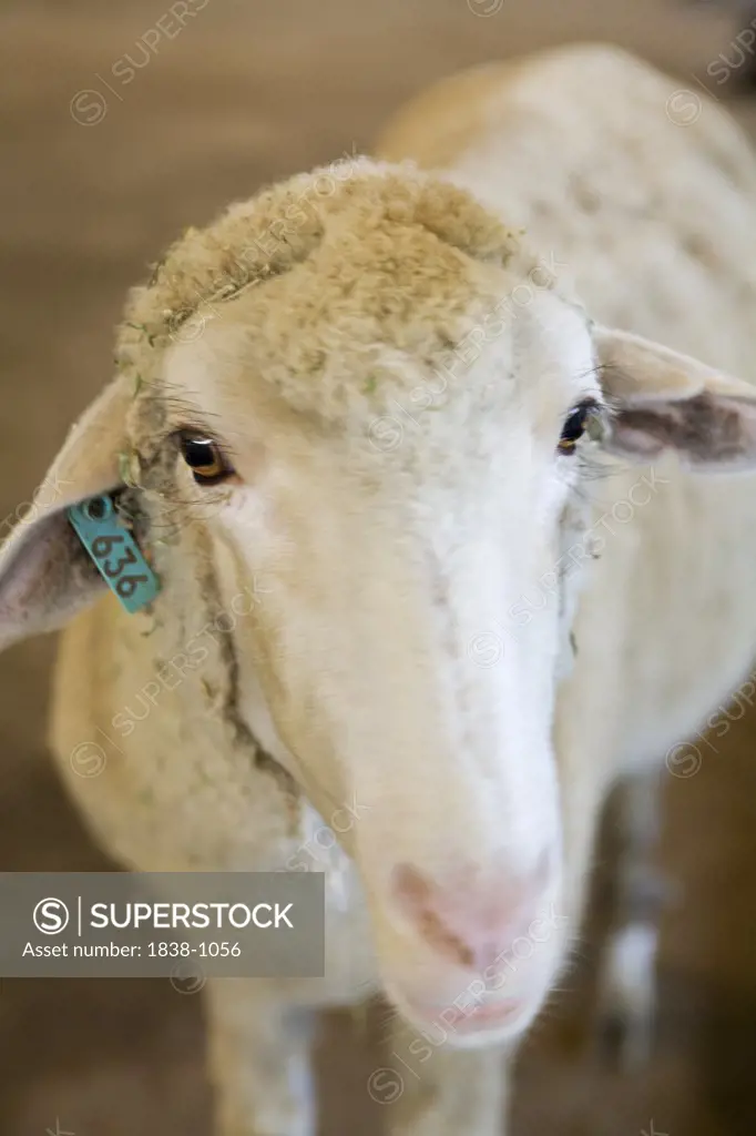 Sheep with Tagged Ear 