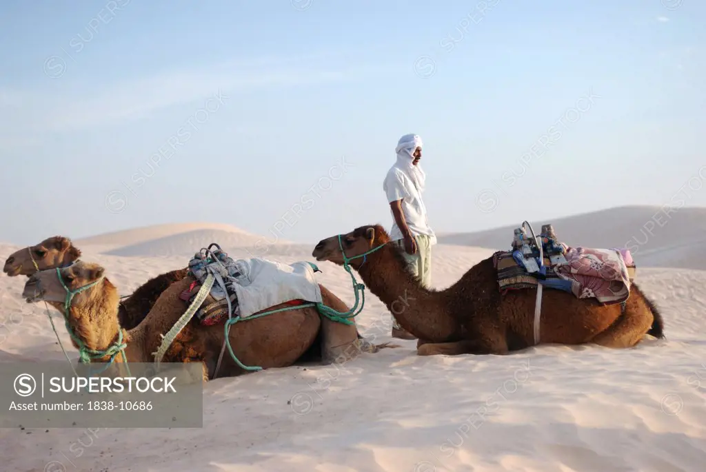 Man Standing Next to Three Sitting Camels in Sahara Desert, Tunisia, Africa