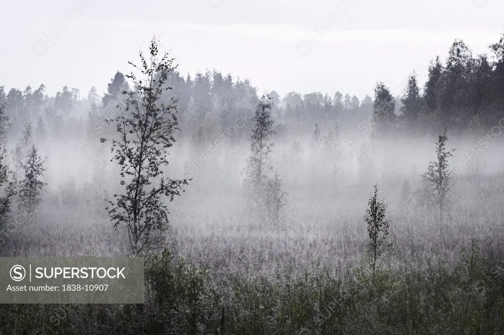 Foggy Meadow, Halsingland, Sweden
