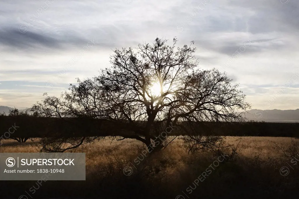Lone Tree, Dragoon Mountains, Arizona, USA