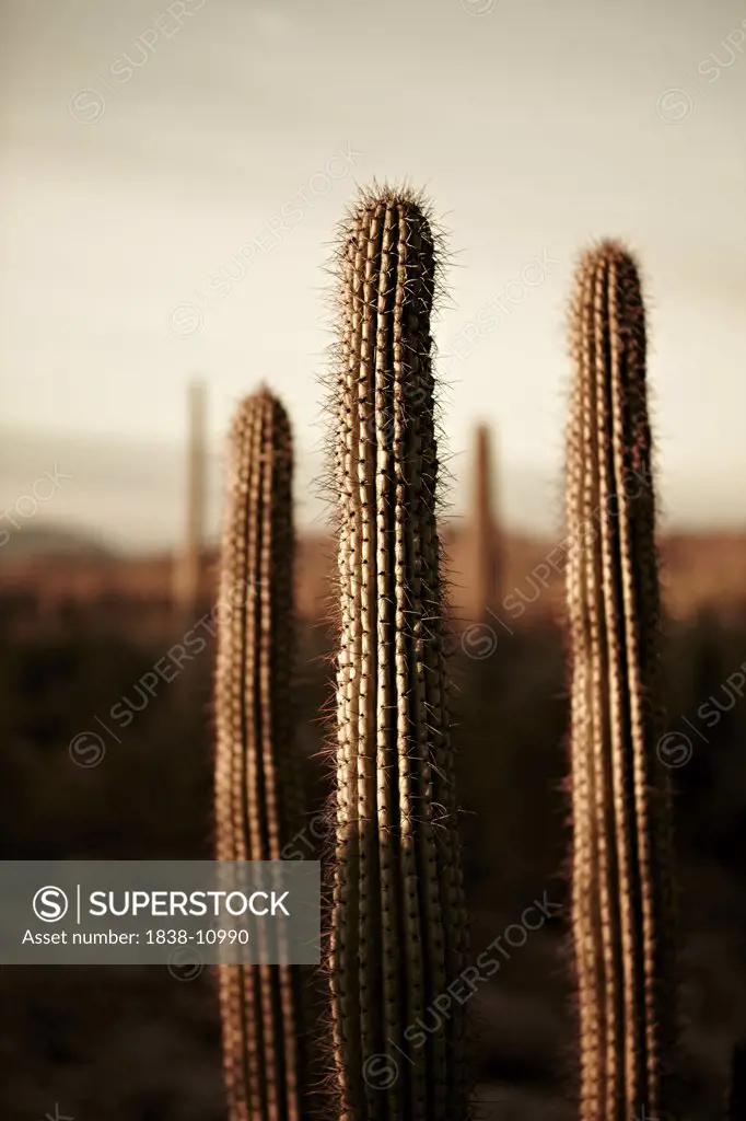 Seguaro Cactus, Sonoran Desert, Arizona, USA