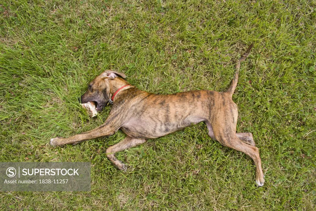 Dog lying in Grass and Chewing Bone
