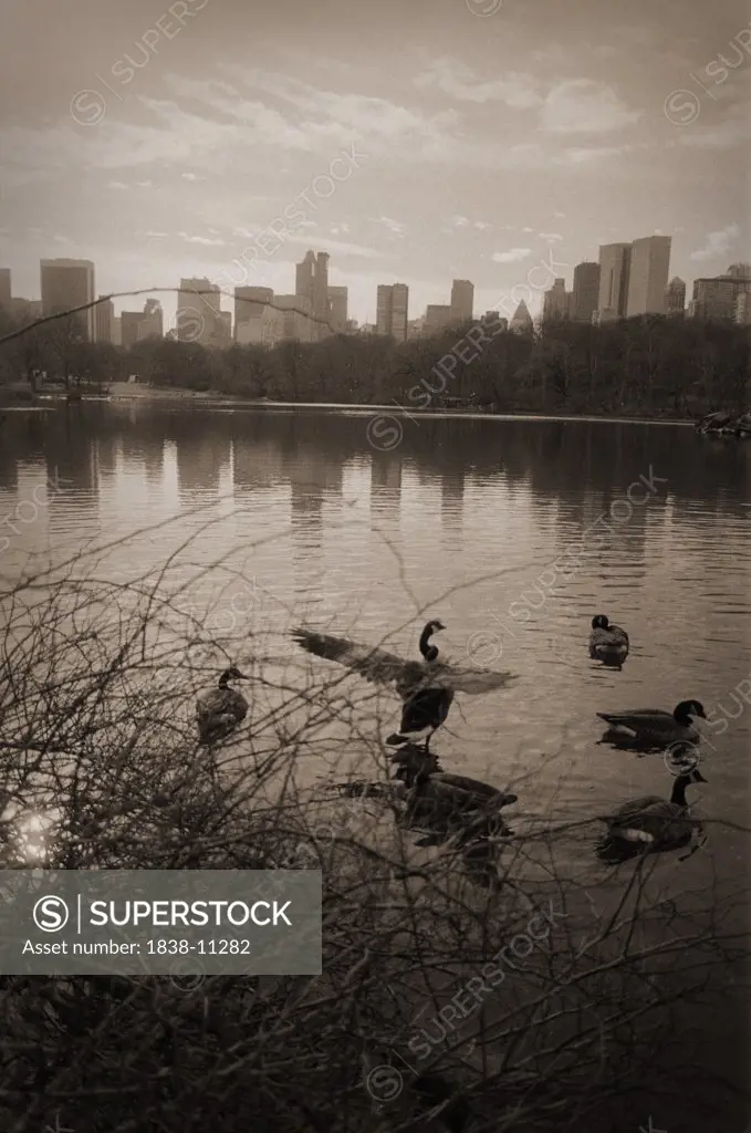 Birds in Lake, Central Park, New York City, USA