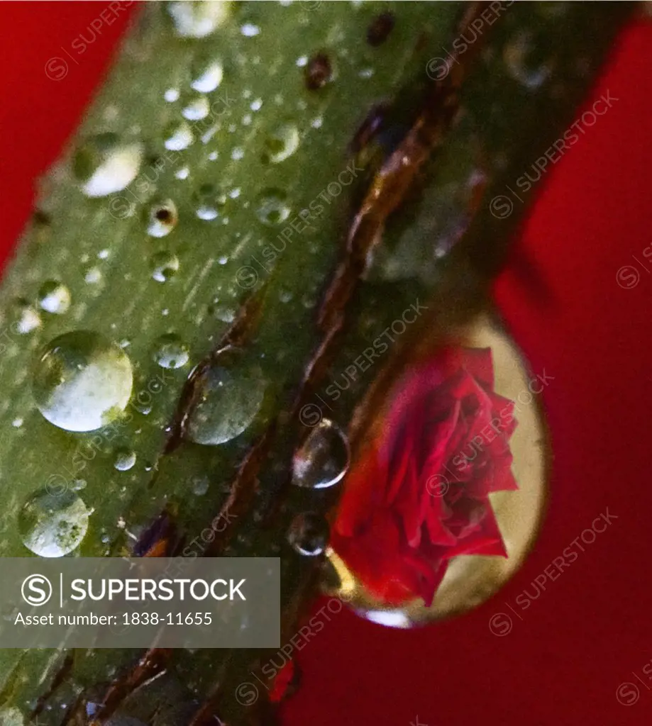 Rose Reflection Inside Waterdrop on Rose Stem
