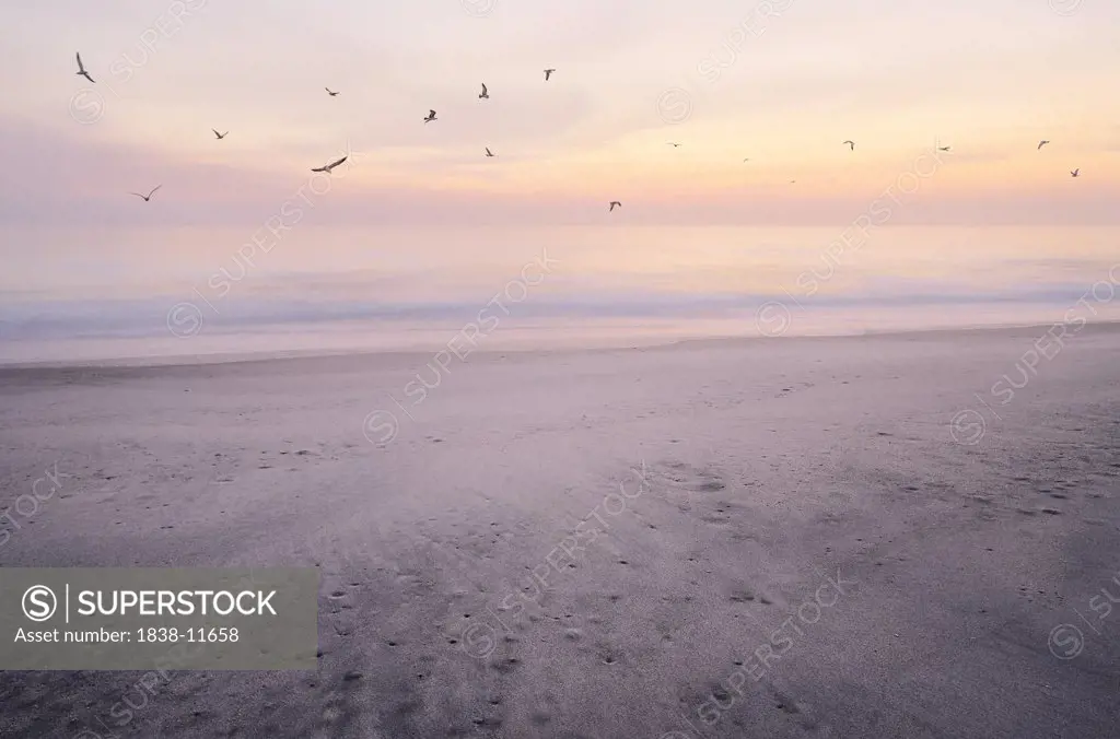 Seagulls Flying Over Beach at Sunrise, Vero Beach, Florida, USA