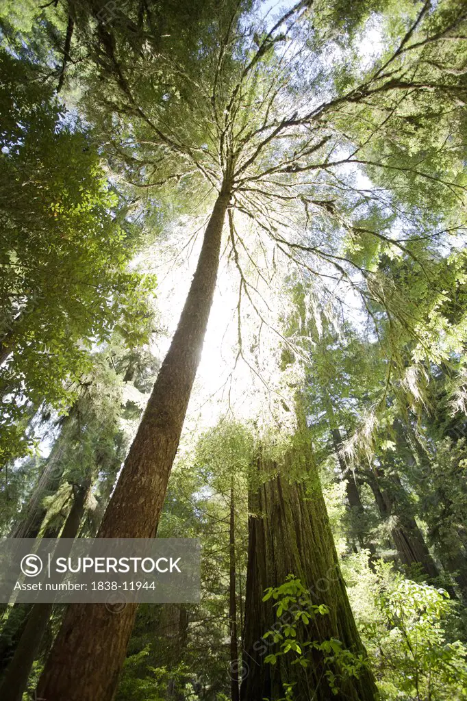 Redwood Trees and Sunlght, Low Angle View, Redwood National Park, California, USA