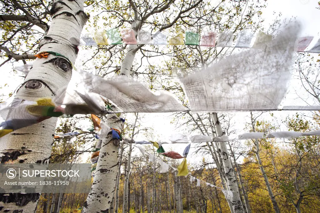 Prayer Flags Blowing in Wind in Forest of Birch Trees With Golden Autumn Leaves, Low Angle View, Montana, USA