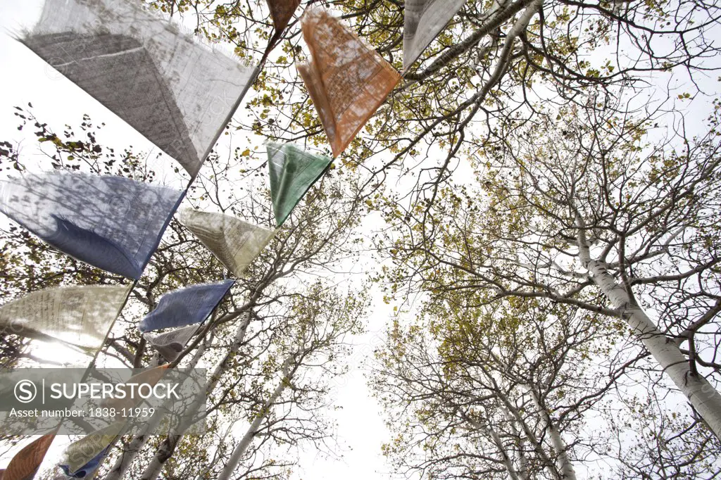 Prayer Flags Blowing in Wind in Forest of Birch Trees With Golden Autumn Leaves, Low Angle View, Montana, USA