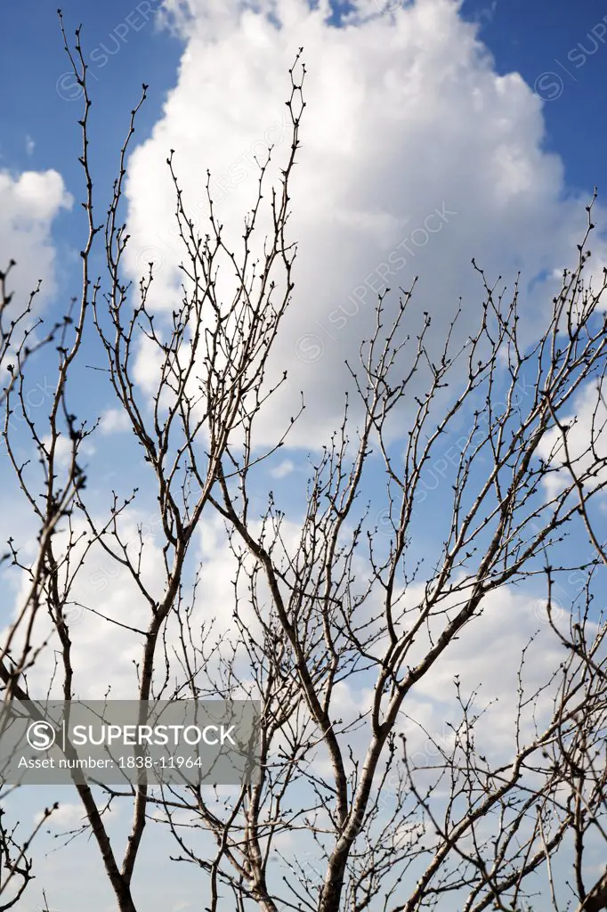 Bare Tree Branches Against Sky and Clouds, Low Angle View, Texas, USA