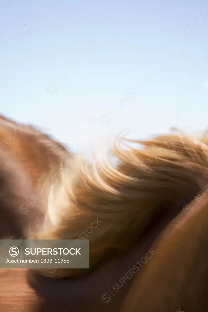 Horse's Mane Blowing in Wind, Abstract
