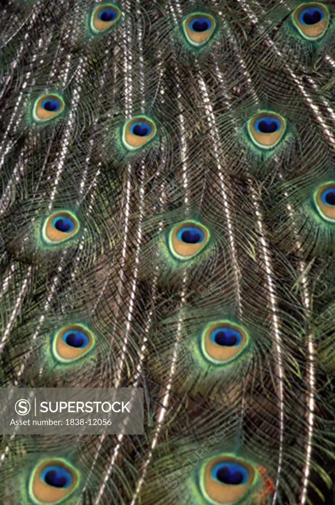 Peacock Feathers, Close-Up