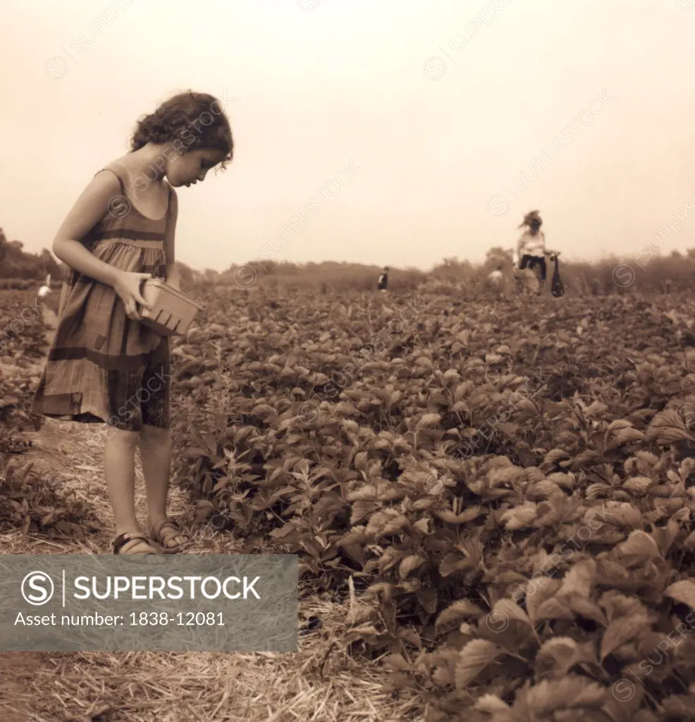 Young Girl Picking Strawberries