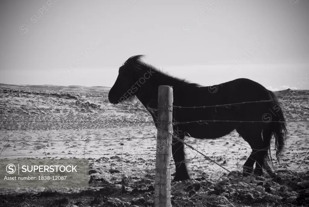 Pony in Rural Field, Selfoss, Iceland
