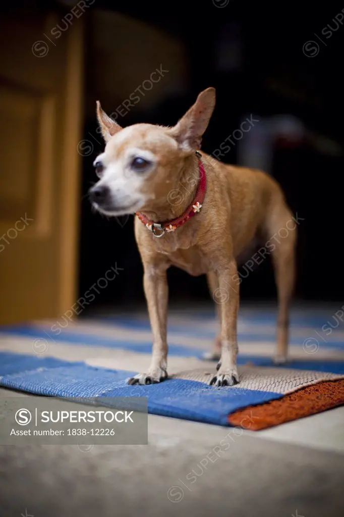 Aging Chihuahua Dog