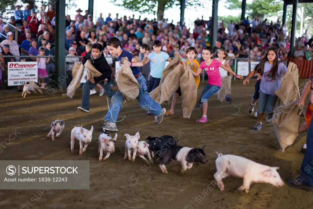 Children Chasing Pigs at Country Fair, Maine, USA
