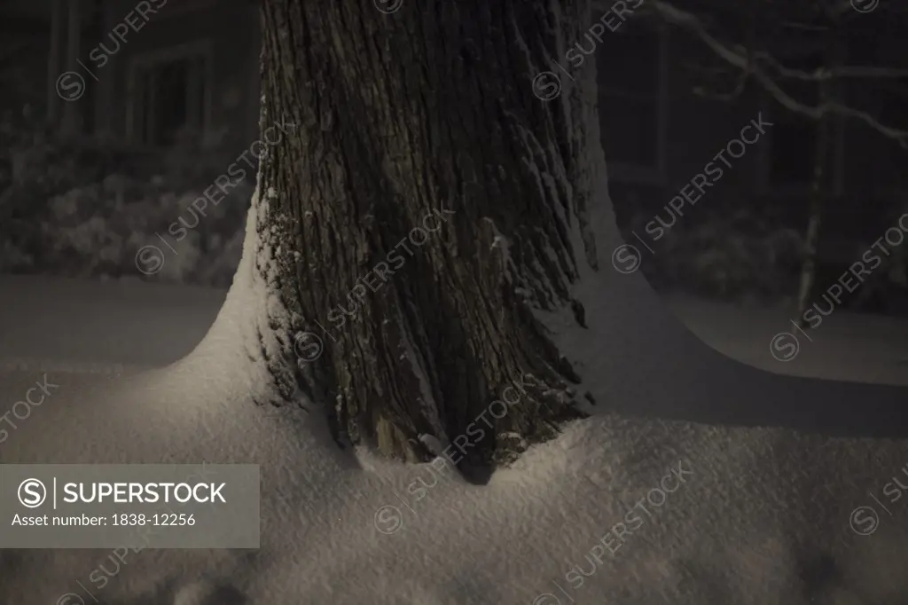 Tree Trunk Covered in Snow at Night