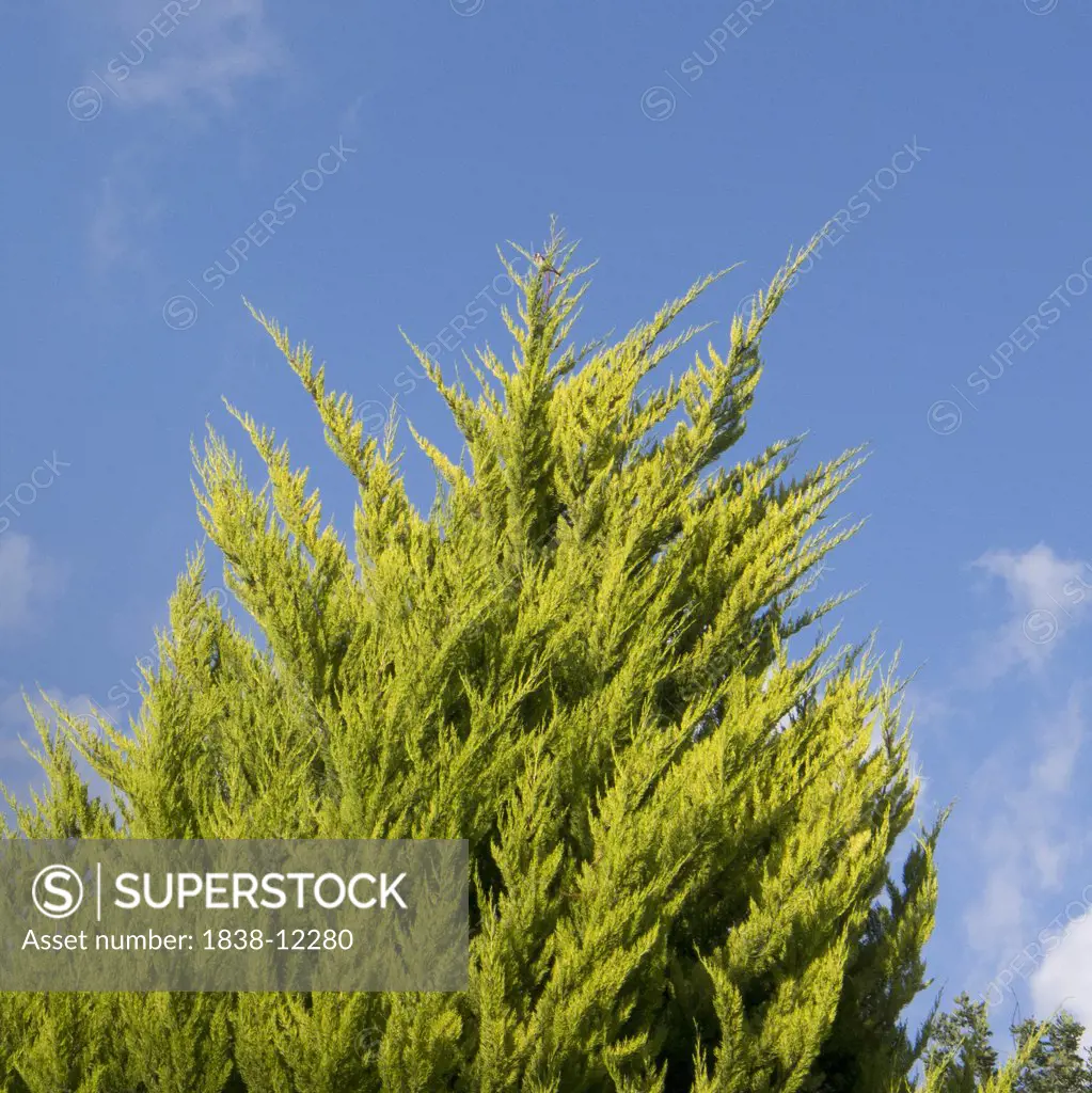 Top of Tree Against Blue Sky, Arancou, Pays Basque, France