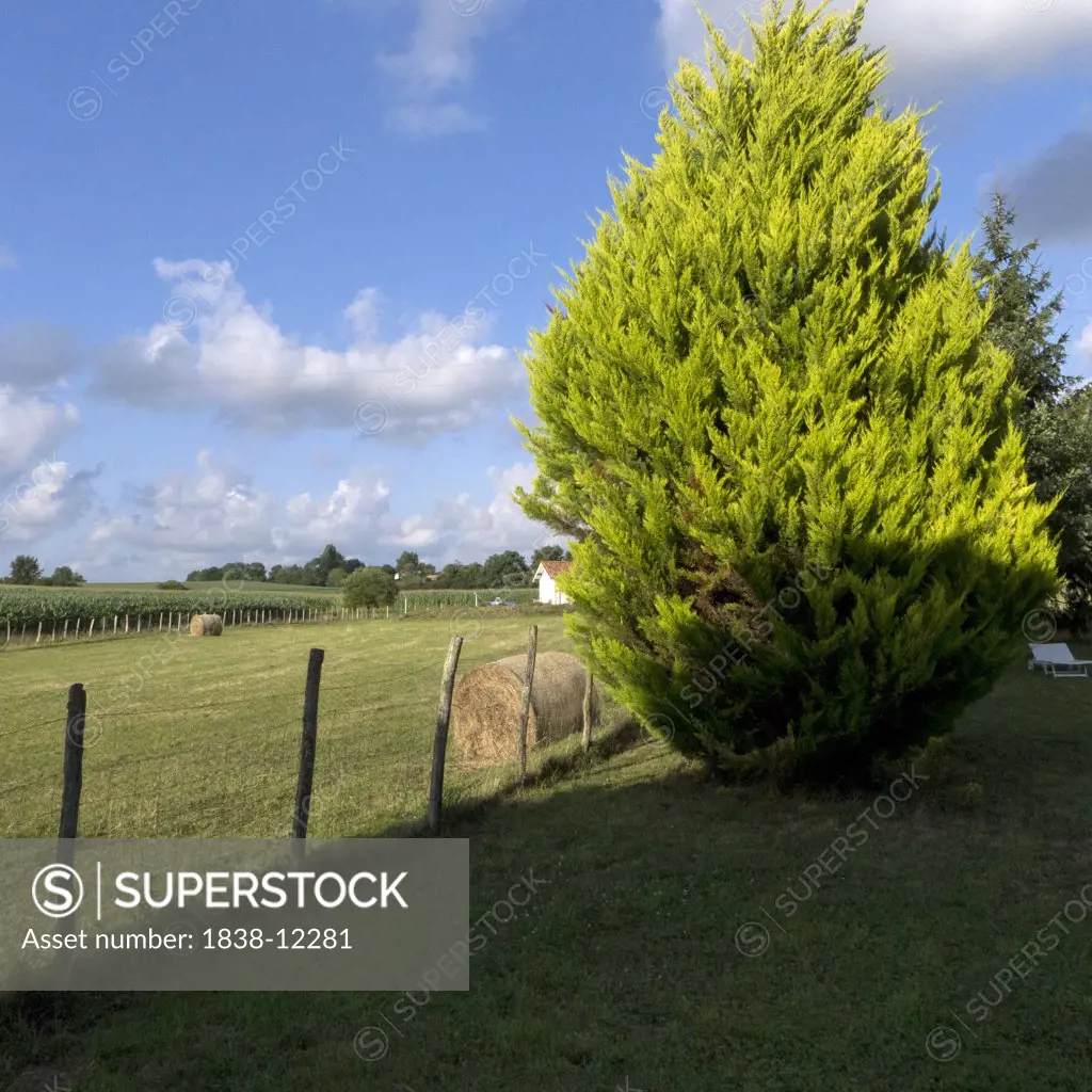 Tree and Hay Bales in Field, Arancou, Pays Basque, France