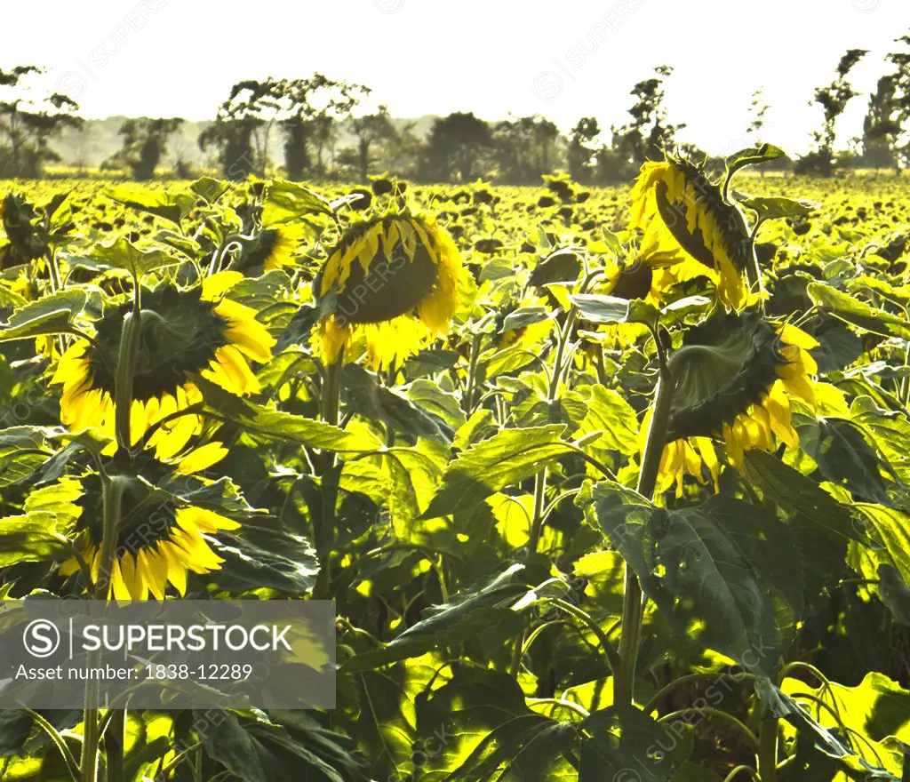 Sunflowers in Field, St. Hippolyte, France