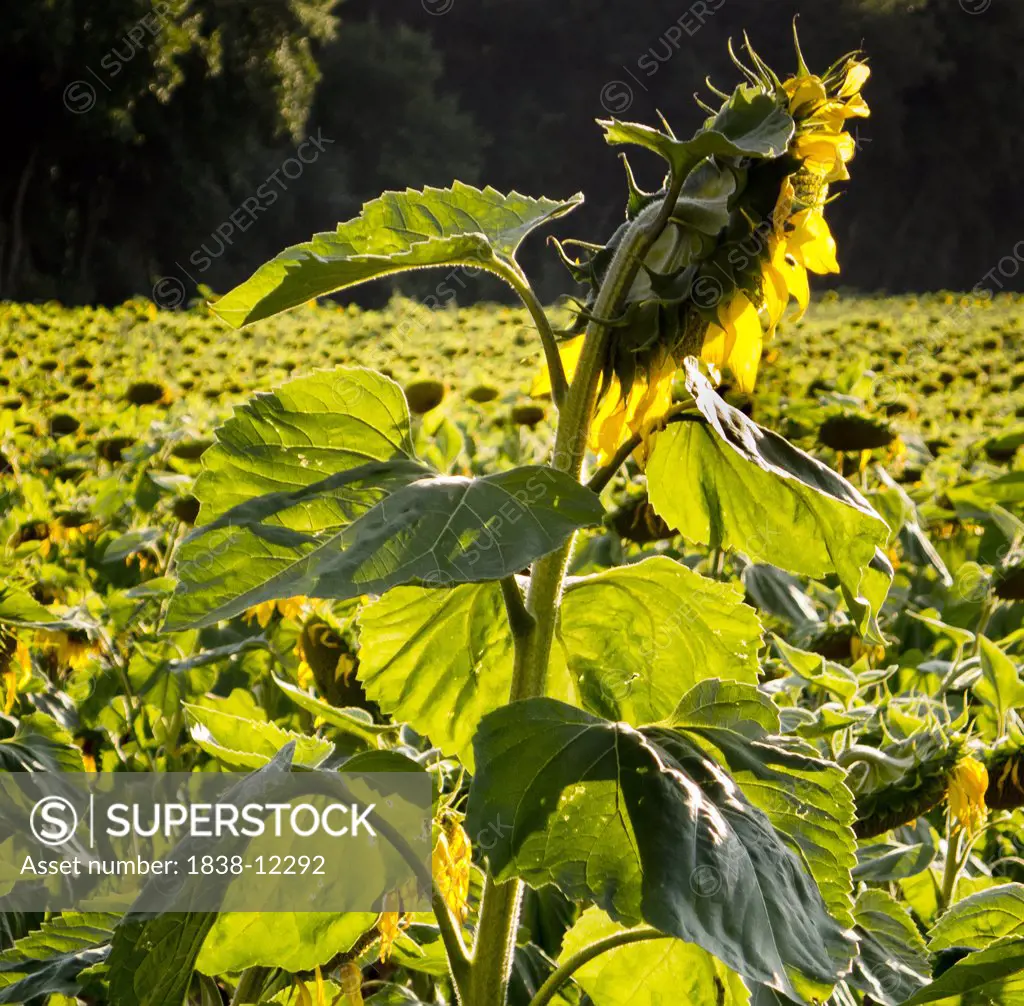 Large Sunflower and Stalk in Field With othe Sunflowers, St. Hippolyte, France