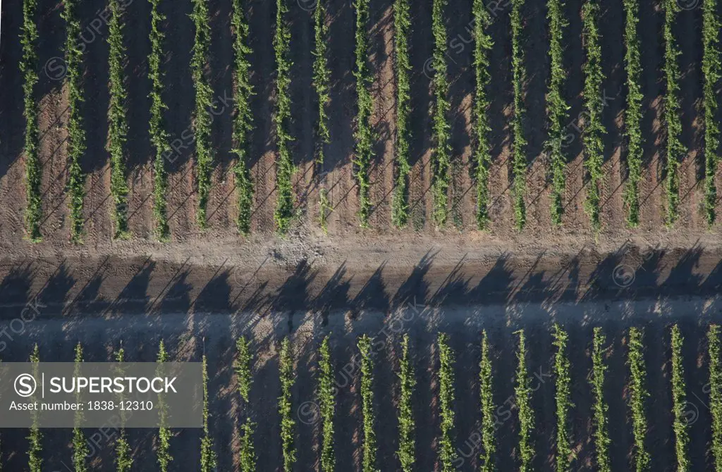 Rows of Grape Vines, High Angle View, Temecula, California, USA