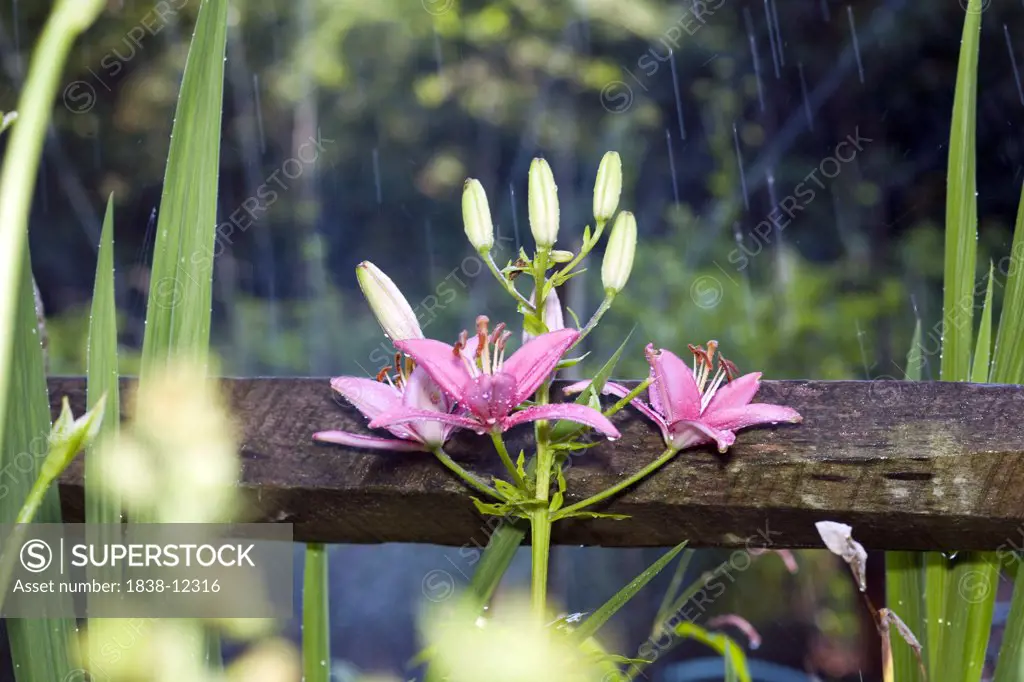 Day Lilies in Summer Rain Shower, Cape Cod, Massachusetts, USA