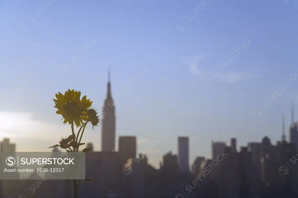Sunflower and Manhattan Skyline, New York City, USA