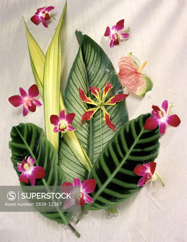 Tropical Flowers and Leaves on Sand