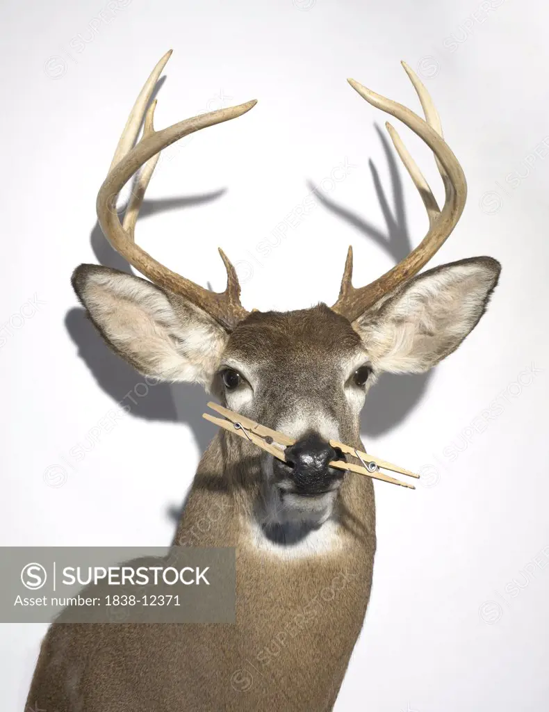Stuffed Deer With Clothespins on Nose