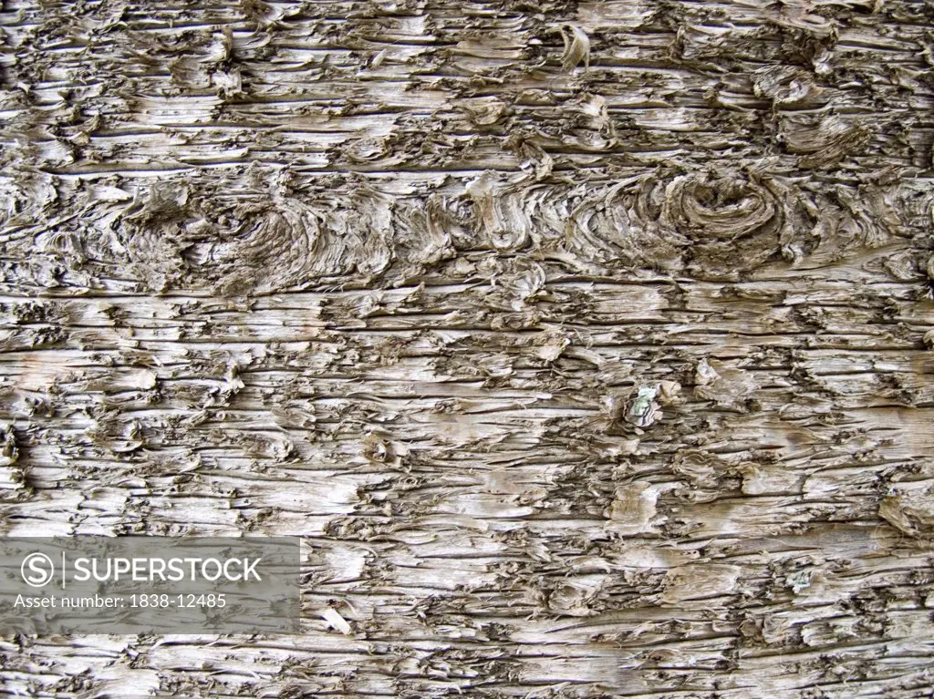 Tree Bark, Close-Up Detail
