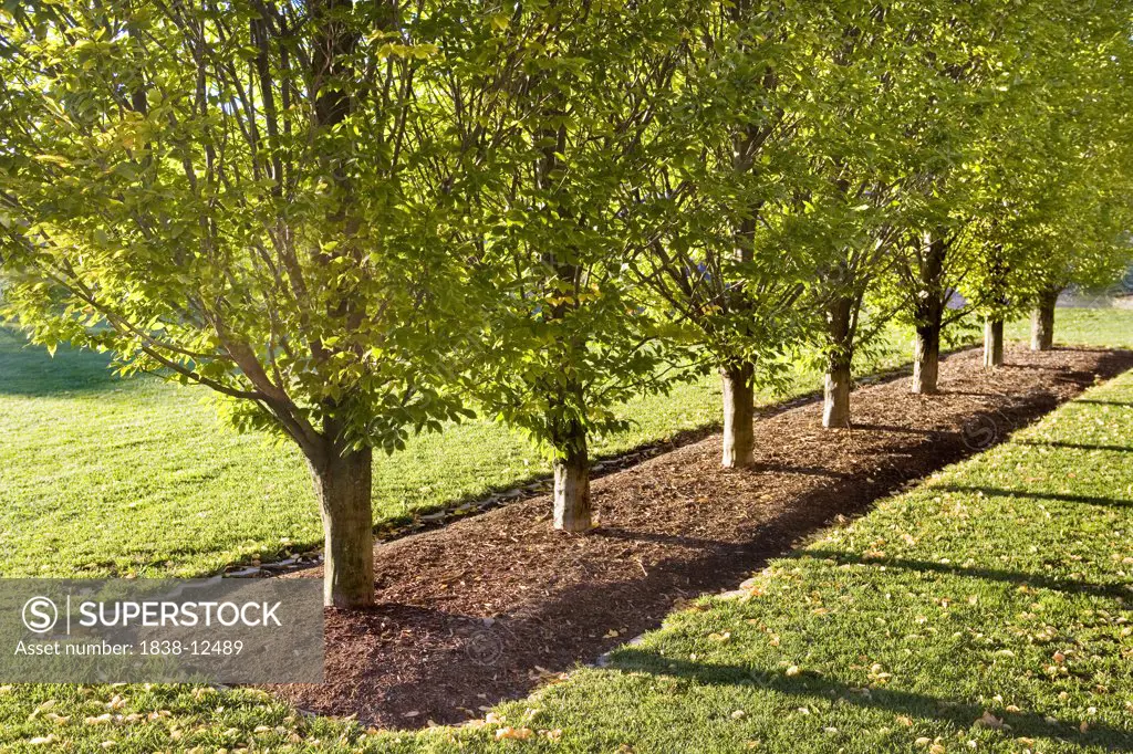 Row of Small Trees